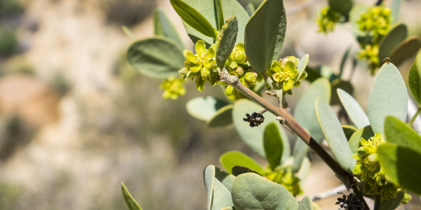 Why Jojoba Oil and Tallow Work Better Together