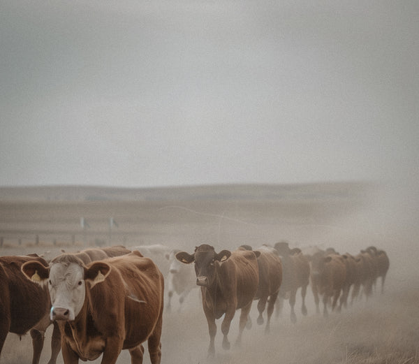 Cows walking down a path